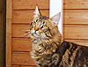 Kyamron Maine Coons - Scunthorpe-harley-kyamron.jpg