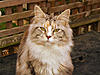 Kyamron Maine Coons - Scunthorpe-kyamron.jpg