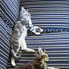 Kittens ran out of steam
