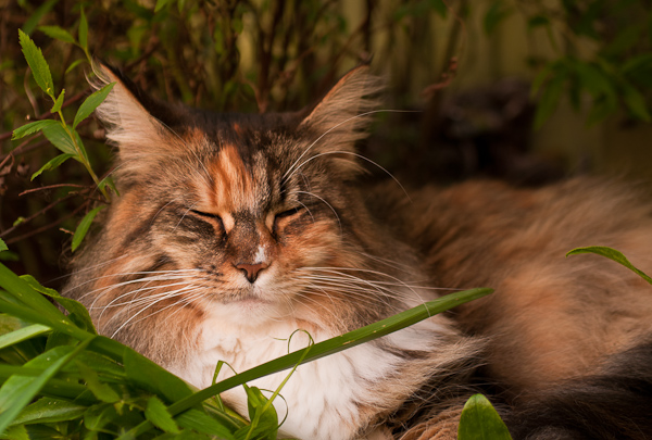 My Maine Coons