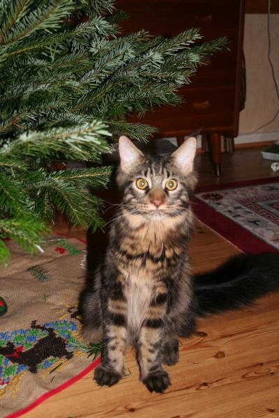 A Tree In The Living Room???