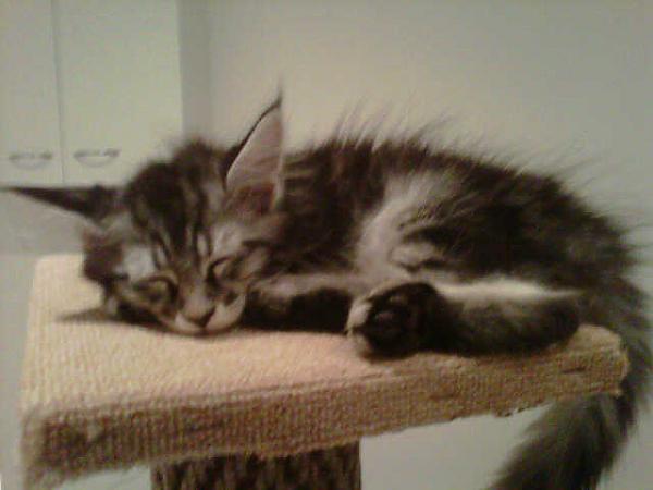 My Maine Coon BOLT