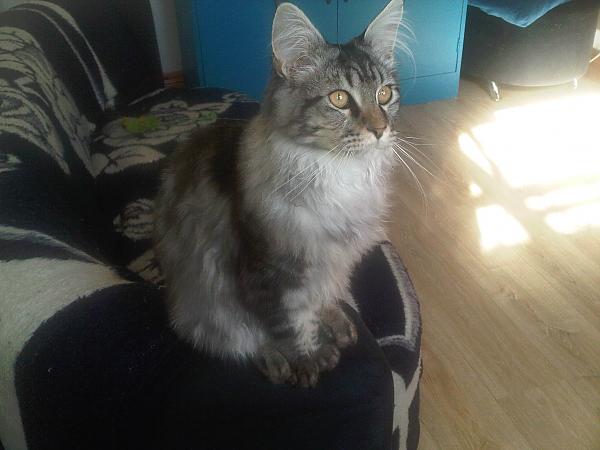 My Maine Coon BOLT