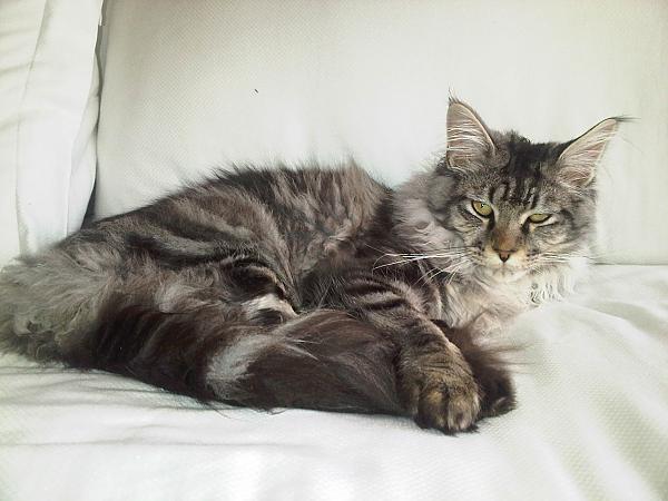 My Maine Coon BOLT