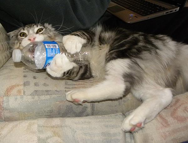 Water Bottle Gone Bad