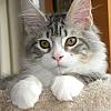 Whiskey Looking Cute At The Top by CatsMom