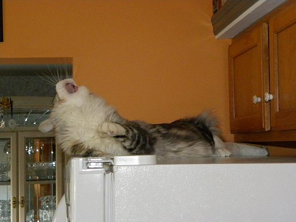 Caught Paw in Fridge Door or Howling at Moon?