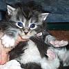 hades 23 days old 2 by Hades