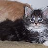 Hades - Classic black silver tabby with white -   Views: 11268