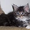 Hades - Classic black silver tabby with white