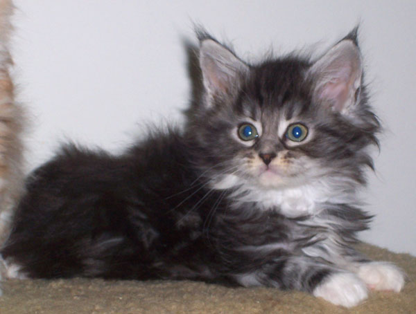 Hades - Classic black silver tabby with white