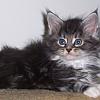 Hades - Classic black silver tabby with white