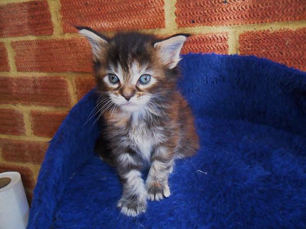 My Kittens at 4 weeks