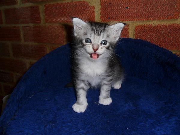 My Kittens at 4 weeks