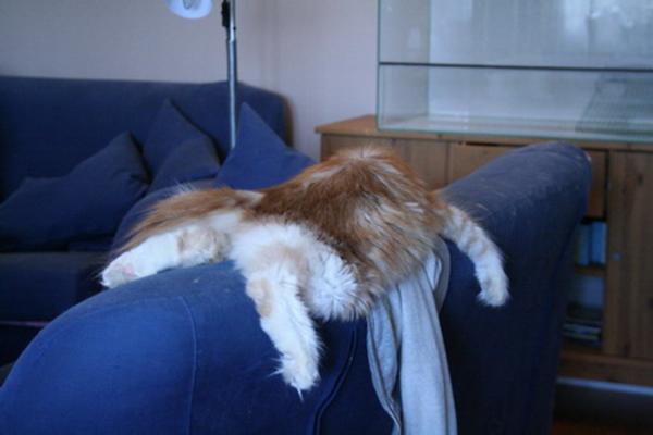 Cat On Top Of Sofa