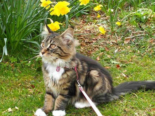 Jessie in the garden beside the daffodils