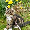 Jessie in the garden beside the daffodils