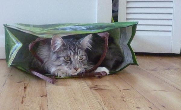 kitten in a bag