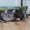 kitten in a bag