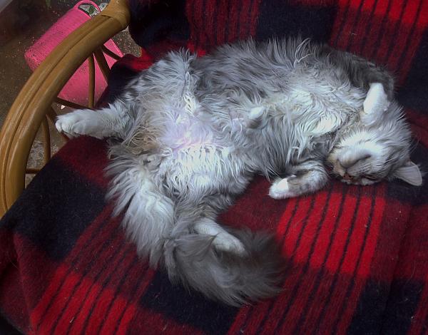 kitten asleep in the conservatory