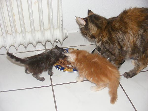 Milly, Max and Mum @ 8 weeks old