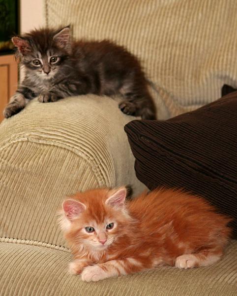 Relaxing on the sofa.