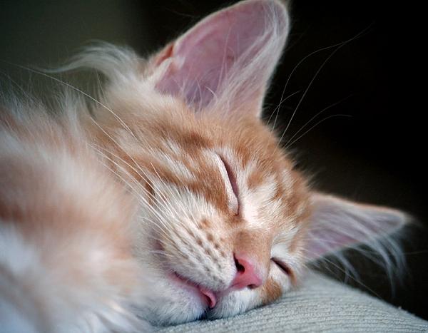 Max dreaming.