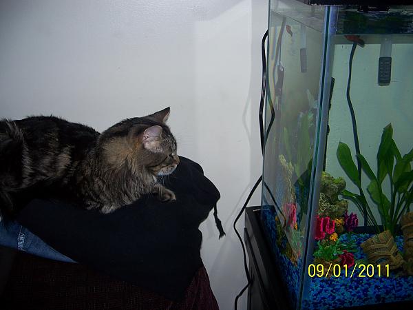 Buddy and the fish tank