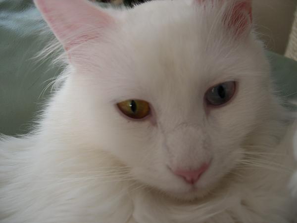 Theodore