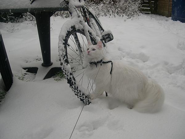 Theodore at Christmas