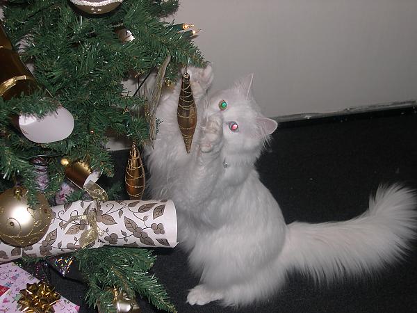 Theodore at Christmas
