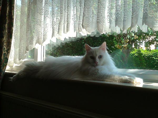 Theodore