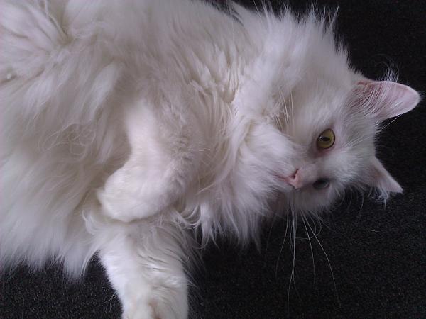 Theodore