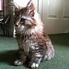 Buddy 1st day at home by wendy67