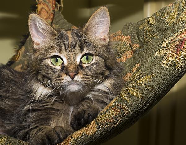 MeiMei in her hammock