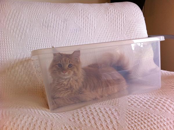 Cat in the box