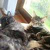 Sophie and Max by Wivelspiker