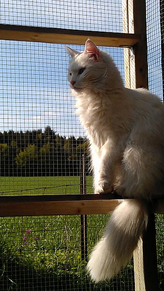 Poppy in the sunshine