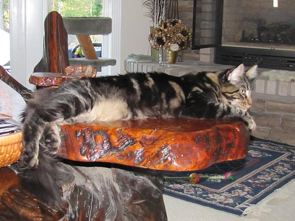 Ollie on the Coffee Table