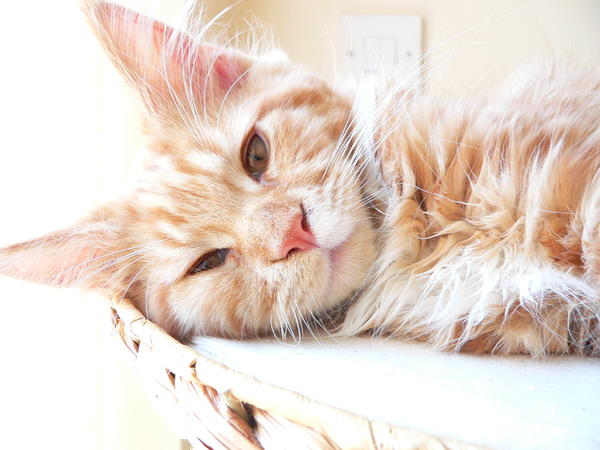 Lazy cat!
