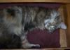 Pansy Potter,snoring Well When Taken...