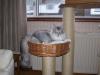 Merl Trying Out Bed On New Cat Tower.