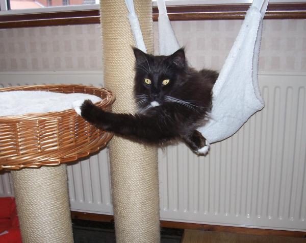 Welly Has Worked Out How To Keep His Hammock Still