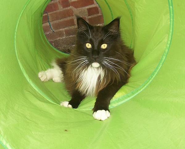 Time for a rest in the play tunnel....