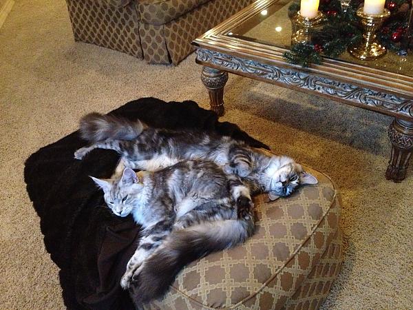 Decorating for Christmas is exhausting