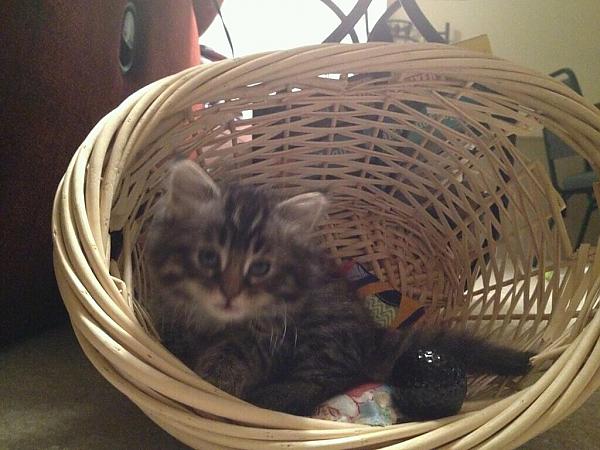 Ahryah in her toy basket