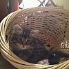 Ahryah in her toy basket