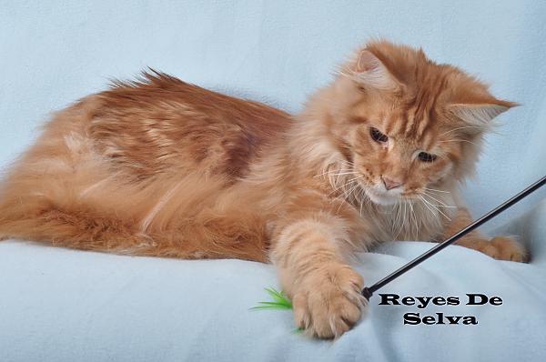 Maine Coon in Reyesdeselva