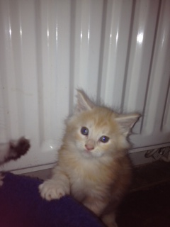 Panzer at 5 weeks