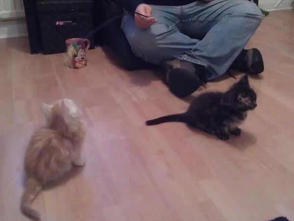 Panzer and Sherman at 5 weeks